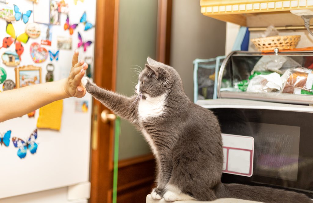 Train Your Cat for Enrichment and Fun! – Feline Behavior Solutions