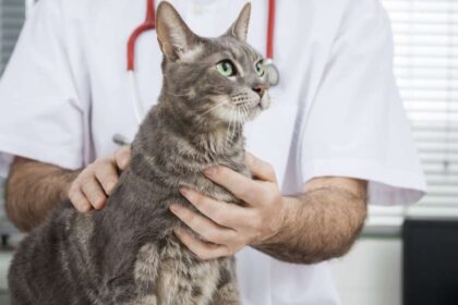Doctor Holding Cat At Table