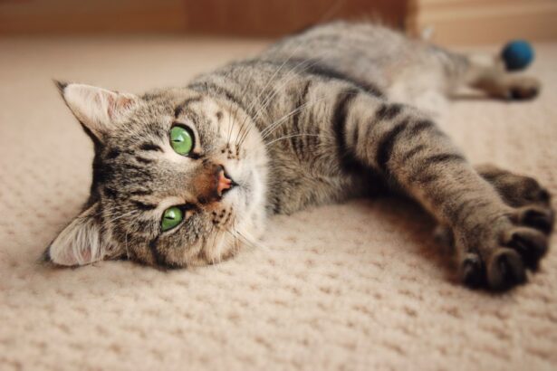 Caring for your Senior Cat – Feline Behavior Solutions