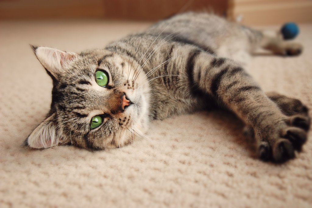 Caring for your Senior Cat – Feline Behavior Solutions