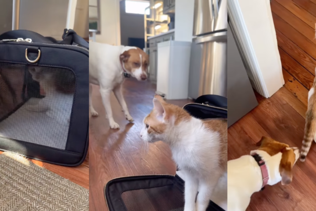 Cat's Very First Interaction With Dog Defies Owner's Expectations