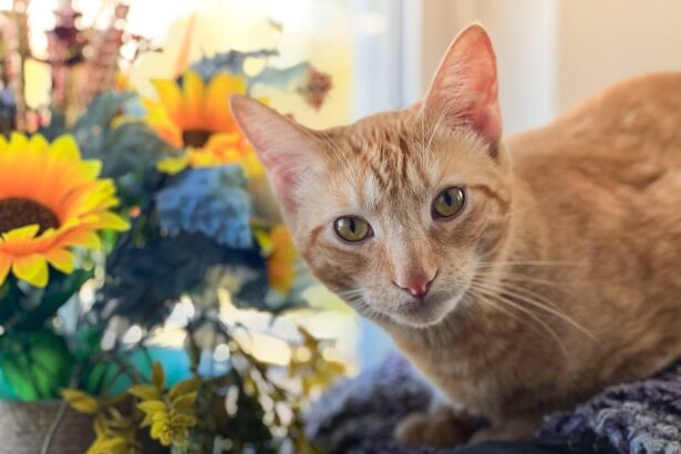 Fall Autumn Cats Orange Short Hair Tabby Sun Flowers Window