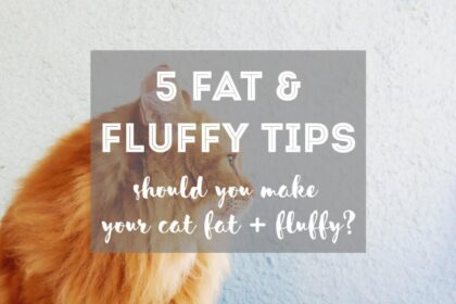 [5 TIPS] How to Make Your Cat Fat and Fluffy (& Should You?)