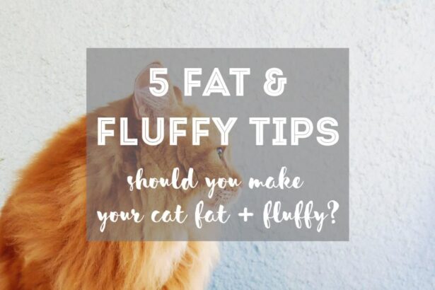 [5 TIPS] How to Make Your Cat Fat and Fluffy (& Should You?)