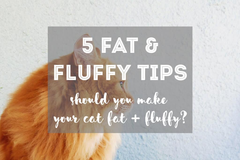 [5 TIPS] How to Make Your Cat Fat and Fluffy (& Should You?)