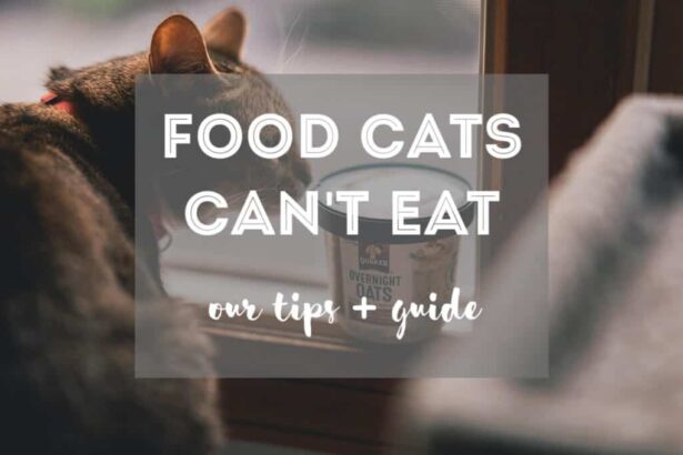 15 Foods Cats CAN'T Eat | Ultimate Guide