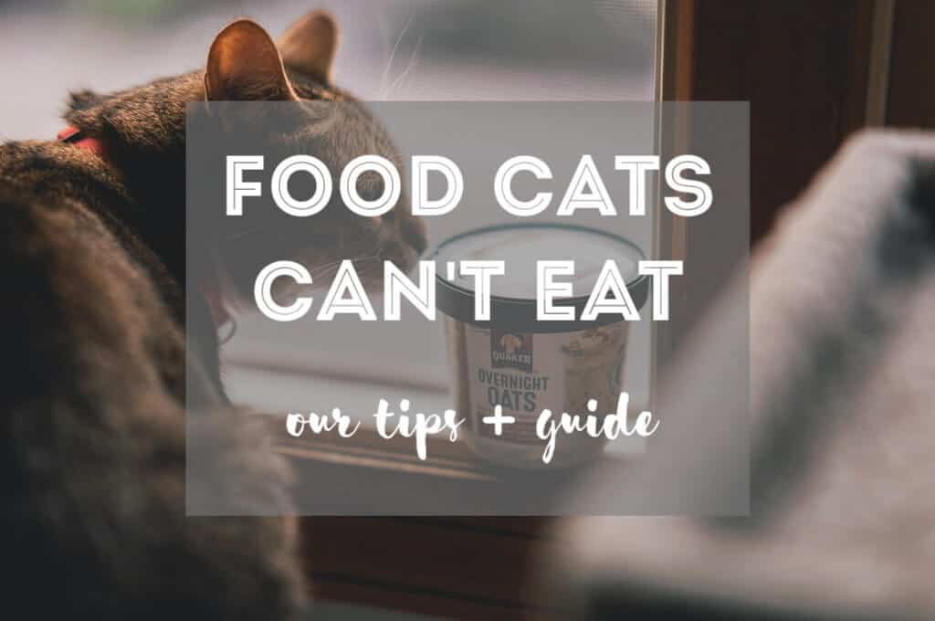 15 Foods Cats CAN'T Eat | Ultimate Guide