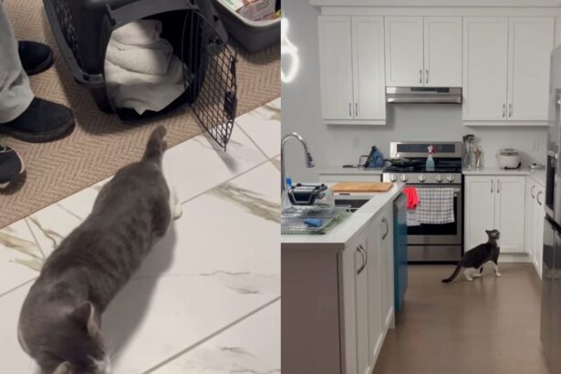 Foster Cat's First Night in New Home Is All About Exploring & Setting Base