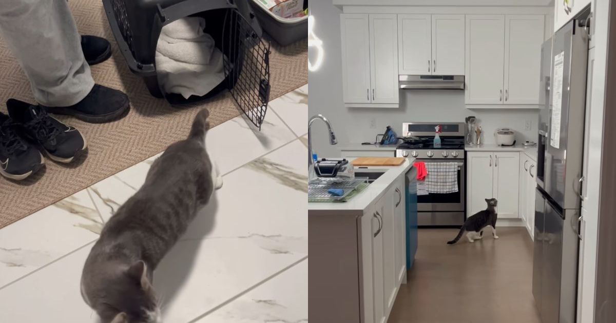 Foster Cat's First Night in New Home Is All About Exploring & Setting Base
