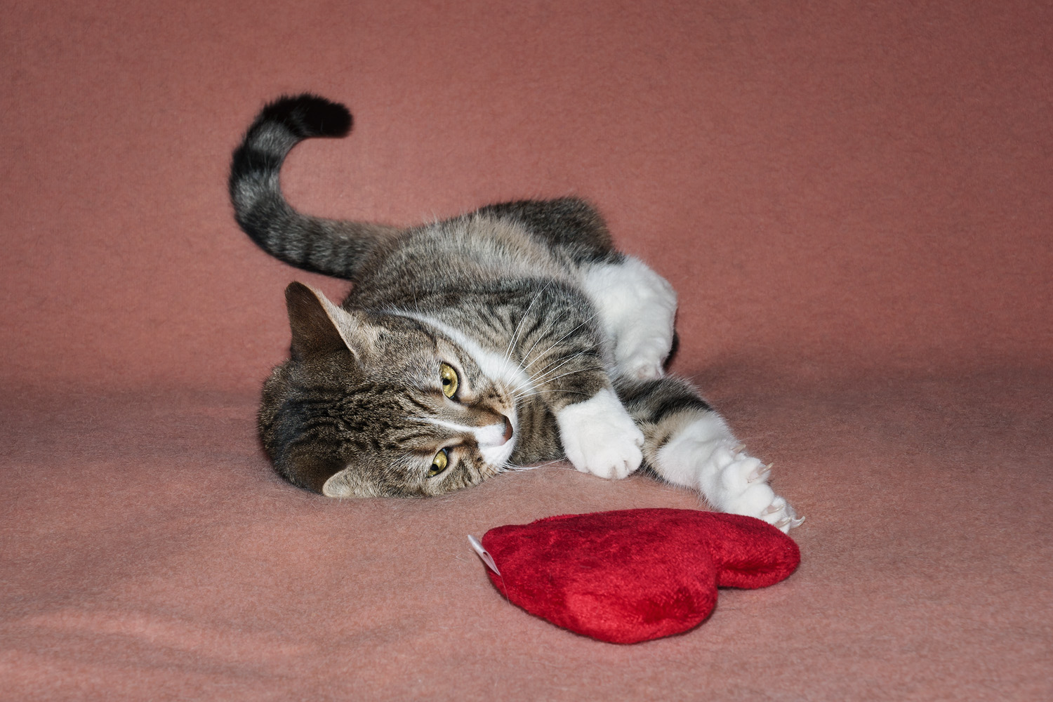 The Love Between People and Their Pets on Valentine's Day: A PDSA Survey