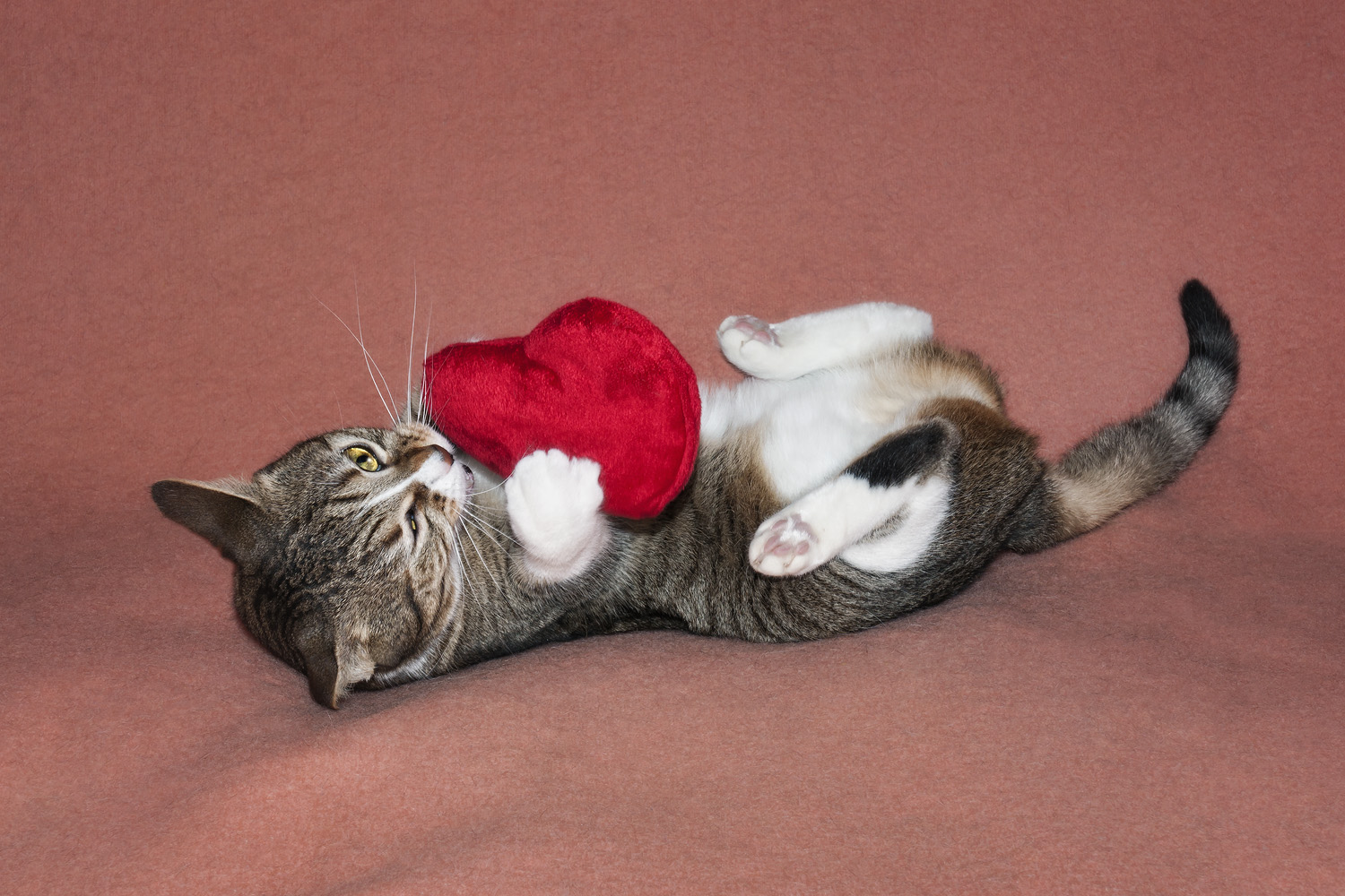 Low-Cost Ways to Show Your Pets Love for Valentine's Day