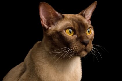 Burmese