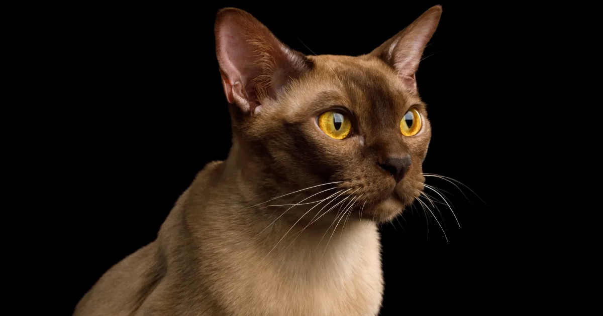 Burmese