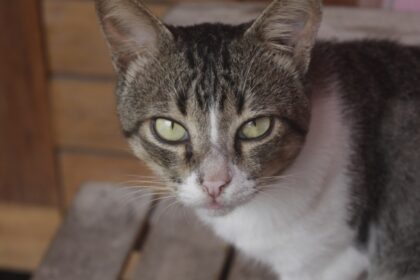 Brazilian Shorthair