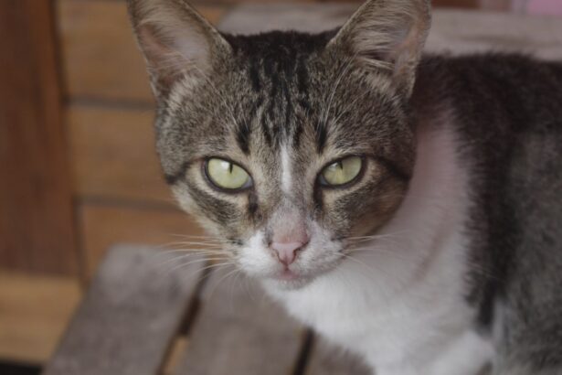 Brazilian Shorthair