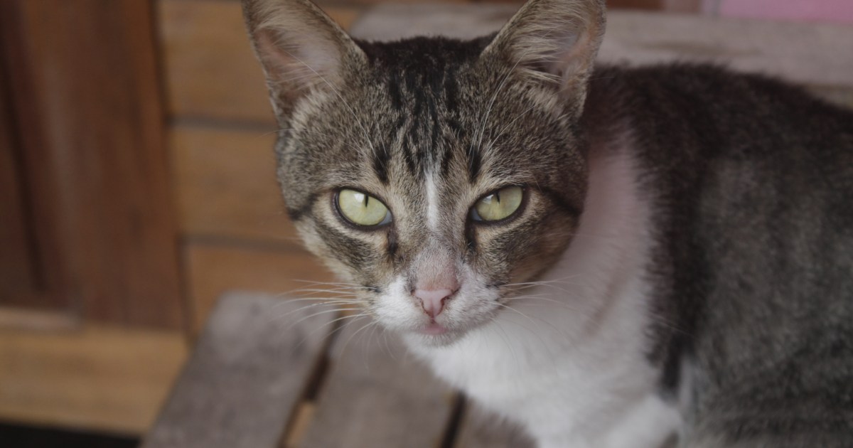 Brazilian Shorthair