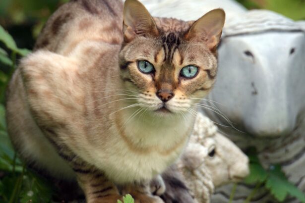 Chausie