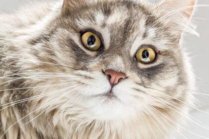 British Longhair