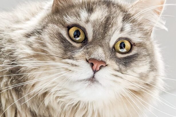 British Longhair