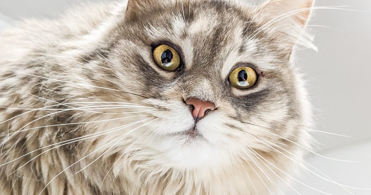 British Longhair