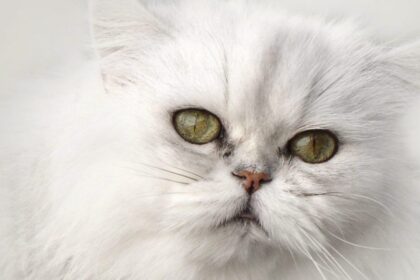 Chinchilla Cat
