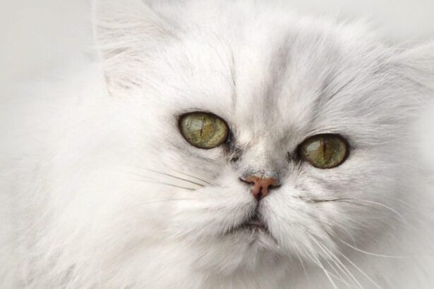 Chinchilla Cat
