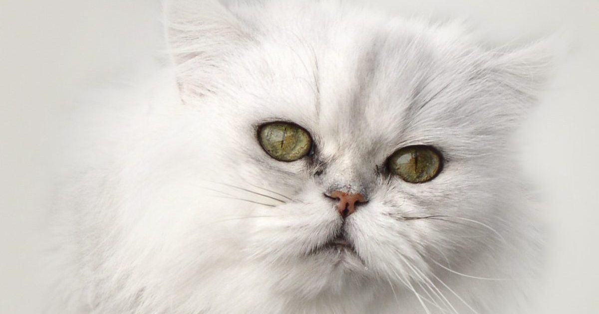 Chinchilla Cat