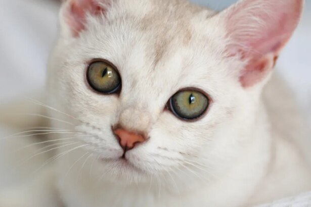 Burmilla