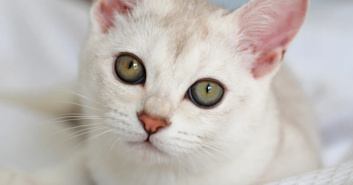 Burmilla
