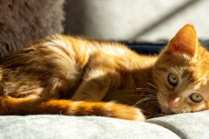 Ginger cat basking in the sun