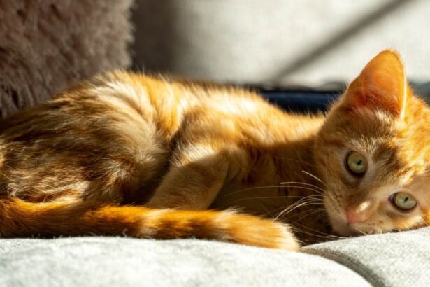 Ginger cat basking in the sun