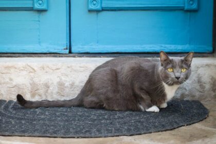 Grey & White Short Hair Tuxedo & Brown Tabby Cats Outside Outdoors