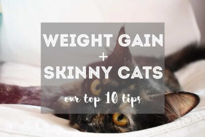 10 TIPS for How to Make a Skinny Cat Gain Weight