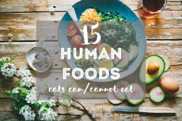 15 Human Food Cats Can Eat (& Cannot Eat!)