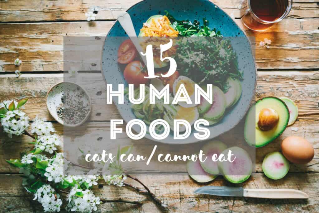15 Human Food Cats Can Eat (& Cannot Eat!)