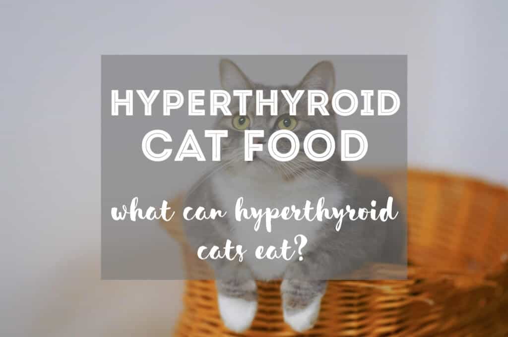 What Can a Hyperthyroid Cat Eat?