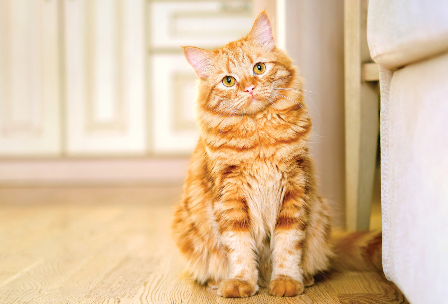 Enrichment for Cats: How to Use Scent to Engage Your Cat