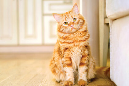 Enrichment for Cats: How to Use Scent to Engage Your Cat