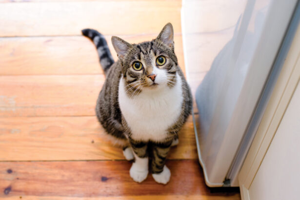 How to Make an Outdoor Cat an Indoor Cat