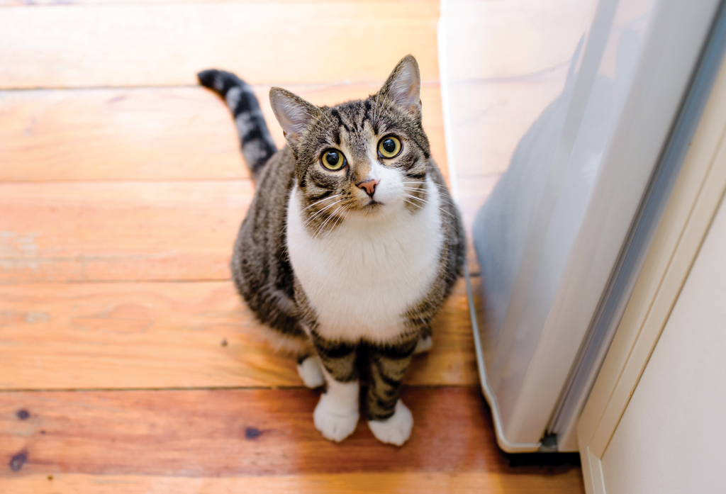 How to Make an Outdoor Cat an Indoor Cat
