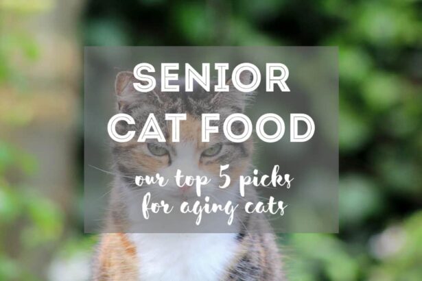 5 Best Foods for Senior & Aging Cats Reviews + Guide