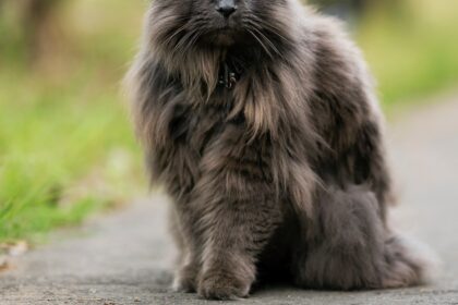 Chantilly-Tiffany Cat