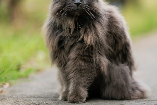 Chantilly-Tiffany Cat
