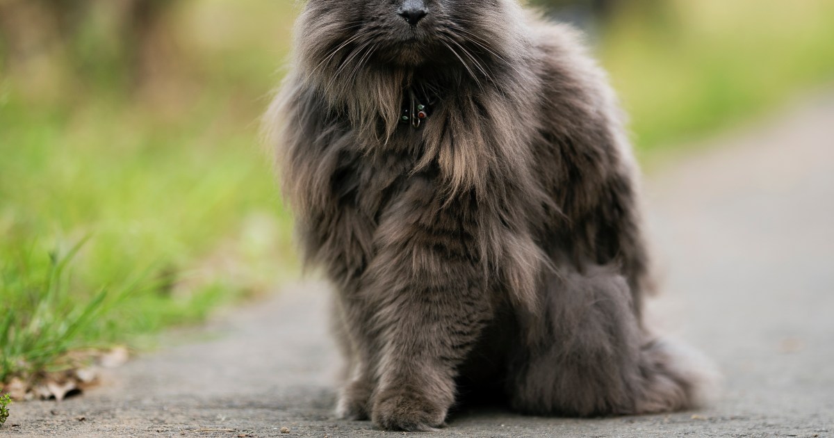 Chantilly-Tiffany Cat