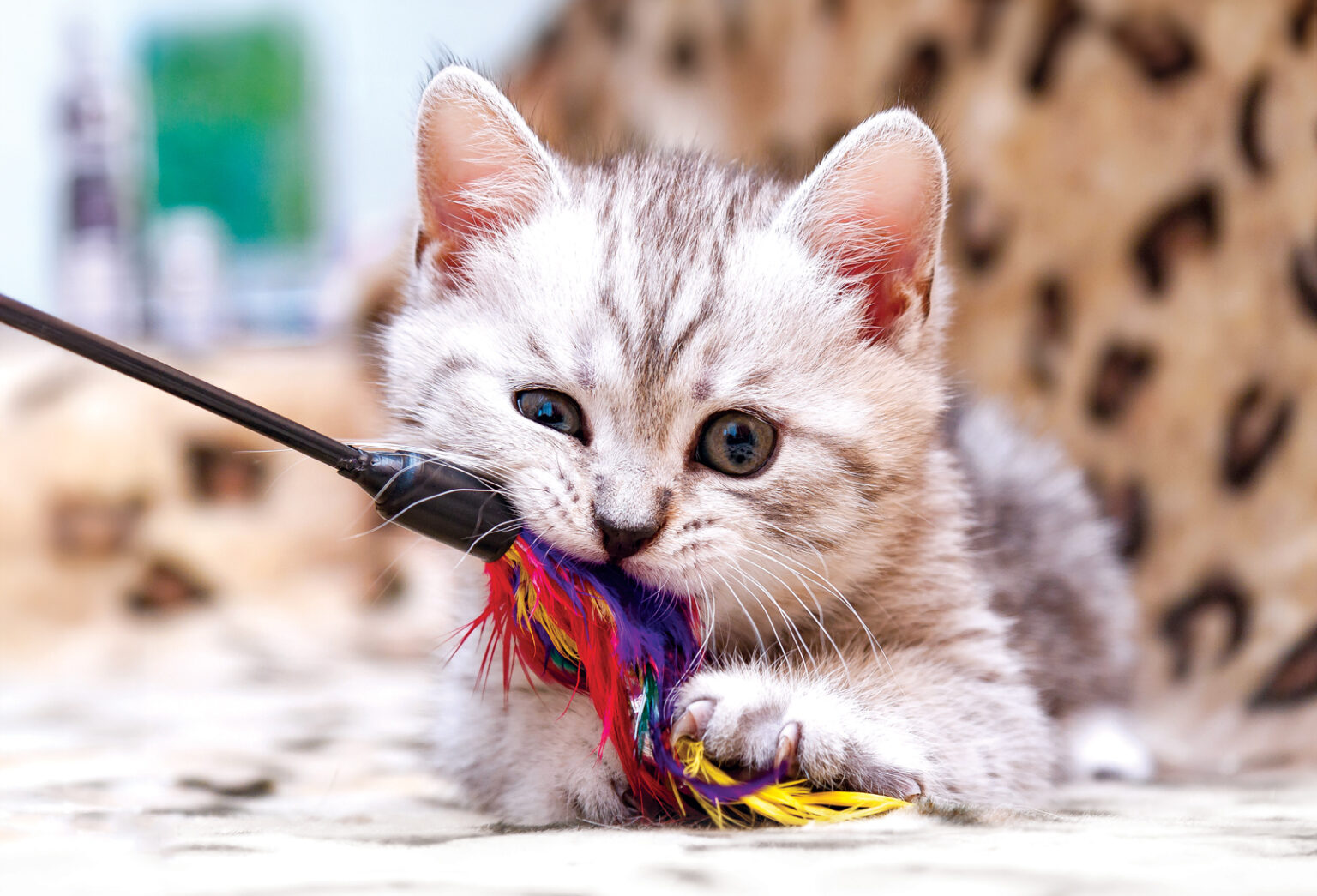 Top 5 Tips to Get Your Cat to Play