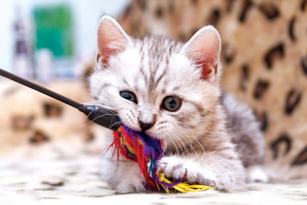 Top 5 Tips to Get Your Cat to Play