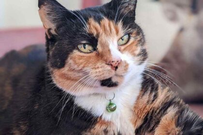 Tortoiseshell cat looks at camera