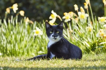 Vet warns cat owners not to buy lilies this Mother’s Day