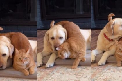 This Cat Is Determined To Make Sure Dog Sibling Feels Loved