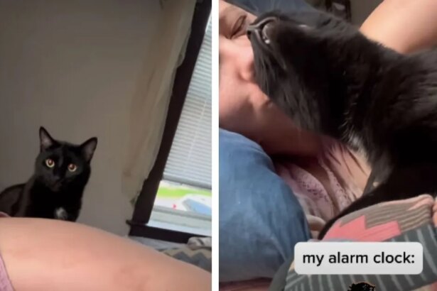 Cat Takes His Job as Owner’s Alarm Clock Very Seriously